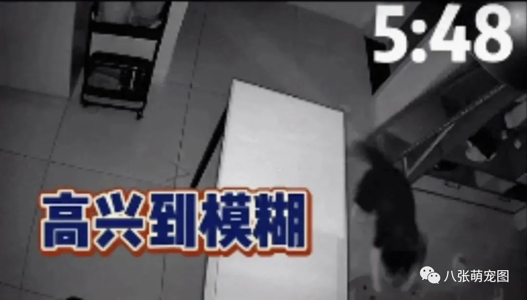 主人拍下狗狗独自在家的一天,它竟然一直在做这件事……-微信头条网 主人拍下狗狗独自在家的一天,它竟然一直在做这件事……