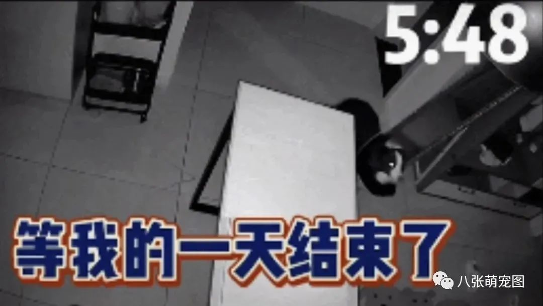 主人拍下狗狗独自在家的一天,它竟然一直在做这件事……-微信头条网 主人拍下狗狗独自在家的一天,它竟然一直在做这件事……