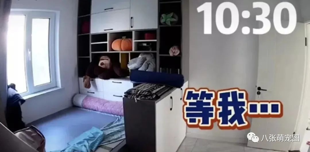 主人拍下狗狗独自在家的一天,它竟然一直在做这件事……-微信头条网 主人拍下狗狗独自在家的一天,它竟然一直在做这件事……