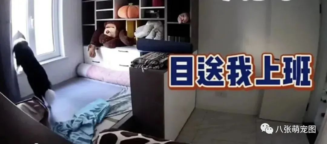 主人拍下狗狗独自在家的一天,它竟然一直在做这件事……-微信头条网 主人拍下狗狗独自在家的一天,它竟然一直在做这件事……