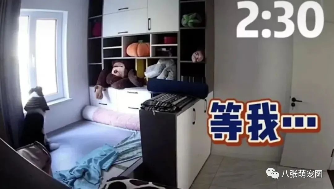 主人拍下狗狗独自在家的一天,它竟然一直在做这件事……-微信头条网 主人拍下狗狗独自在家的一天,它竟然一直在做这件事……