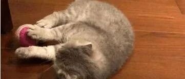 渣猫端午，左拥右抱，始乱终弃......吃着碗里的，看着锅里的，见一个爱一个，每回都动情，次次是真心