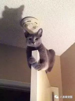 貓咪的平衡感到底有多瘋狂？ 職場 第3張