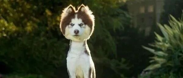 哈士奇剪“留头留尾”发型，秒变草泥马，厌世端坐翻白眼：不要笑