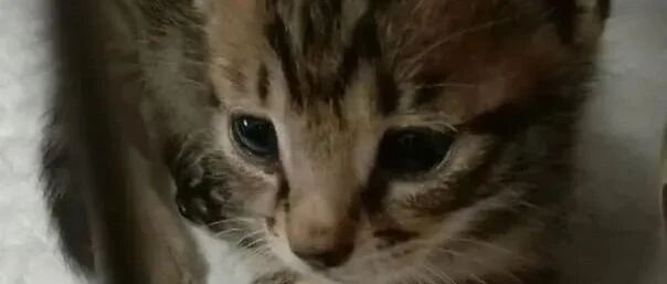 坚持数年不养猫，逮黄金机会给他看猫照片，秒答应养！