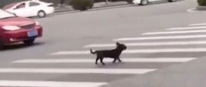 被一只狗感动到哭，不丢人！