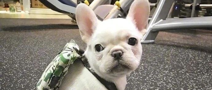 警惕了！这个年纪的狗子最容易遭遇“咸猪手”…