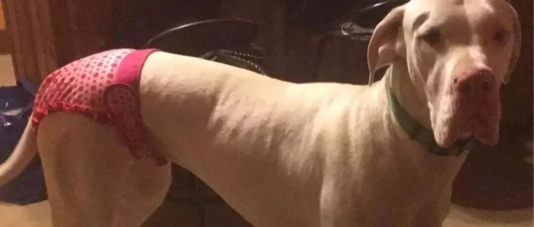 当狗狗“大姨妈”来了...丧心病狂的主人们就开始......