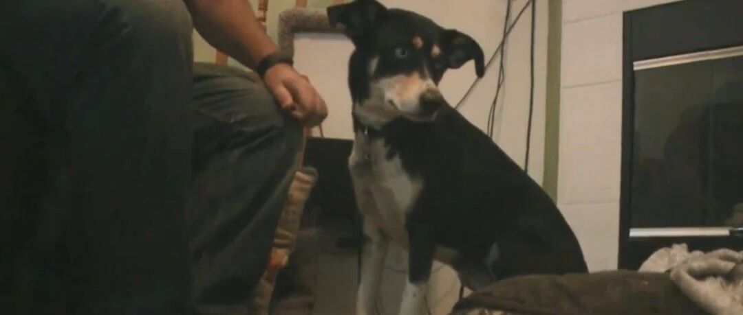 狗子大晚上在床上跳来跳去，主人不耐烦地起床，却发现……它是在救人！