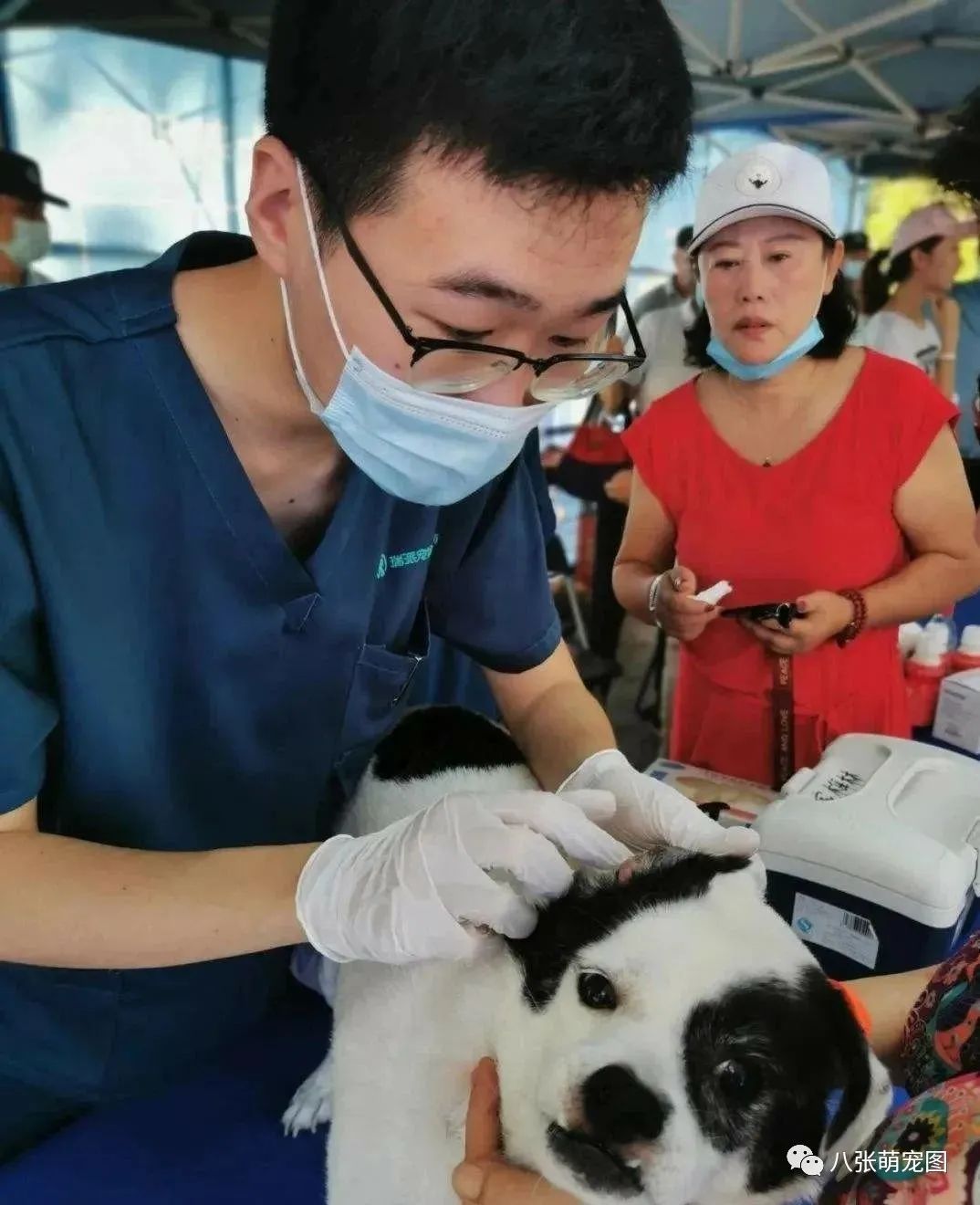 又一城市官宣：狗狗未植入晶片將被視為無證養犬，但這一次網友卻為此吵翻了... 寵物 第5張