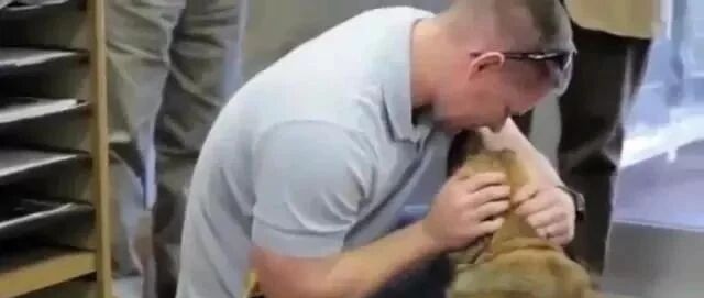 又一城市官宣：狗狗未植入芯片将被视为无证养犬，但这一次网友却为此吵翻了...