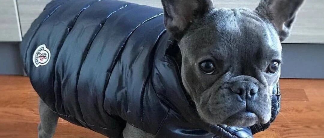 妈妈怕狗狗冷，不光穿衣服还要戴护腰，狗子：您有心了！