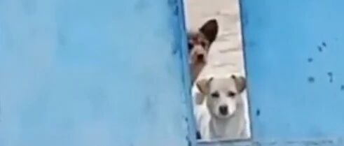 “喂了自家狗一盒罐头，它把流浪朋友全带过来了！”