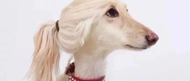 如果别人说你的狗丑，99%的原因都是因为铲屎官!