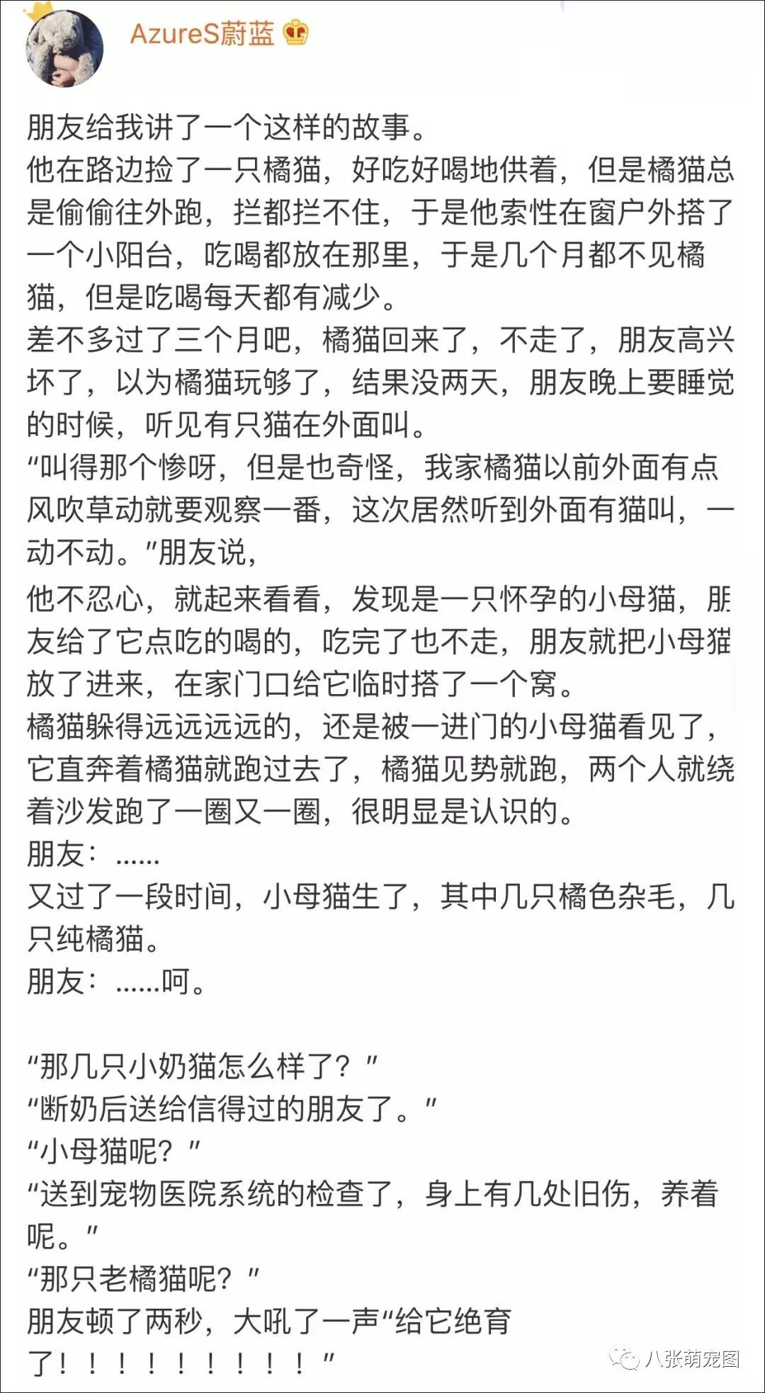 養橘貓風險有多大？一不小心頭頂就綠了 寵物 第6張