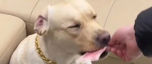 过来要红包，还得狗子来！绝对让你只赚不亏…