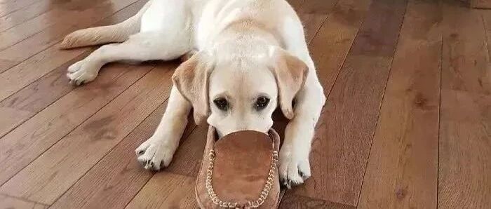 人类吸狗上瘾，狗子吸鞋上瘾，说到底都是因为爱！