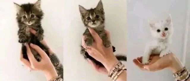 怀孕猫妈路边流浪，临近分娩却无家可归，女子一招手，收获6只猫