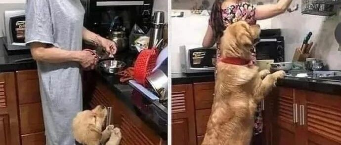 “我怀疑我家狗来到世上，就是为了干饭的！”