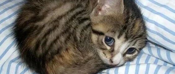 这些小家伙是嘴里含着“可爱”出生的吧？