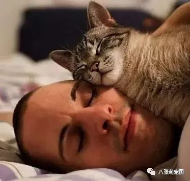 貓為什麼喜歡趴在主人頭上睡覺，我選第四種，你呢？ 寵物 第12張