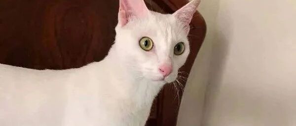 猫咪的尾巴是偷来的吧！