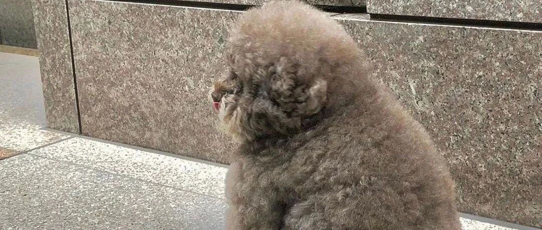 远处看以为是一只小熊坐在地上，结果走近一瞅……