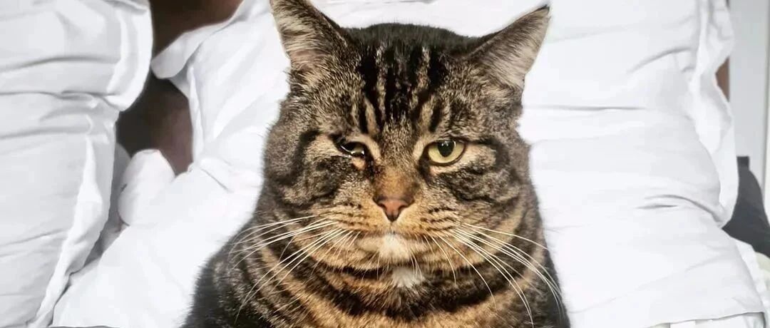 常来的流浪猫突然消失，小哥守数夜后猫出现，立马收养!