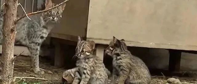 还记得那只被救的“豹猫”吗？它没忘记大叔，带着4个孩子回来了