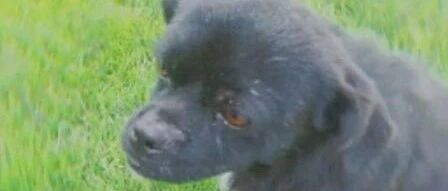 学校警卫打死怀孕流浪狗，学生心碎：它从没咬过人！