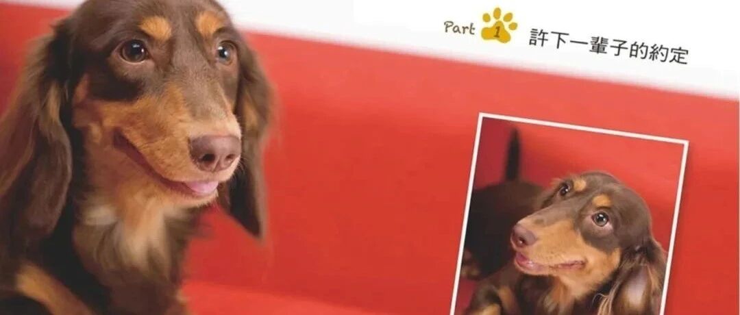 失明腊肠犬被骂“怪物”，可它却...