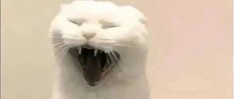 女子网购猫咪， 卖家说包的很严实， 猫还很乖，结果收到时气哭了