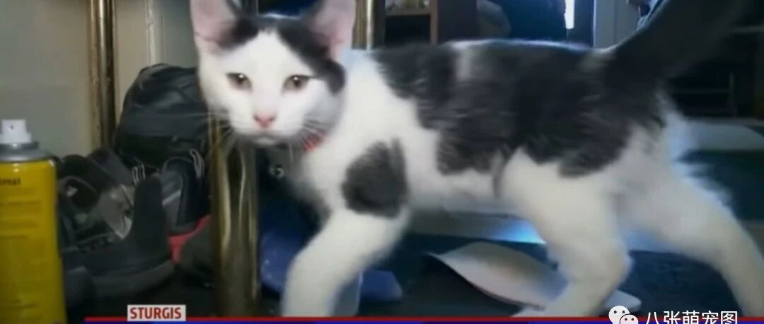 爷爷滑倒在浴室16小时无人救援，猫听懂暗号助他脱险！