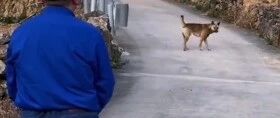 16岁老狗知道自己大限将至，依依不舍与主人告别后，独自离开…