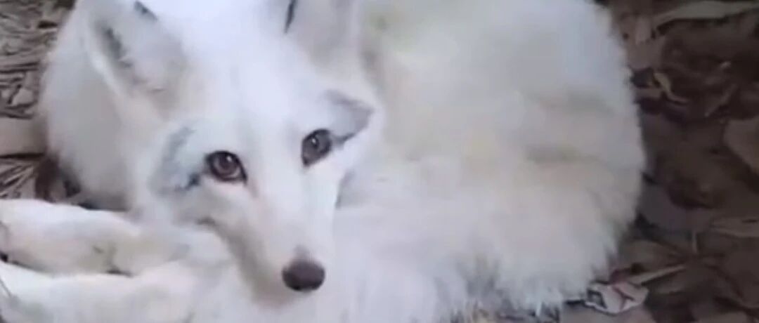 与狗玩得太过欢快，被错认成二哈…网友：狐狸那么漂亮，怎会认成二哈？