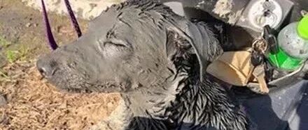 黑狗跑去田里帮忙插秧，下一秒主人傻眼了：养到山猪了吗？