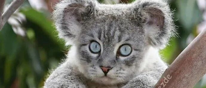 如果动物们都长了一张猫咪脸......