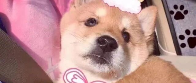 心碎！爱犬当街被偷走，主人找到时，已成一块块待售狗肉...
