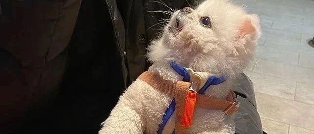 主人怕狗狗冷，出门把它裹成粽子，狗砸：妈，有点儿勒！