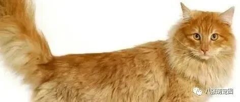 救了一只很丑的大橘猫，等了三个月，才发现它是缅因猫