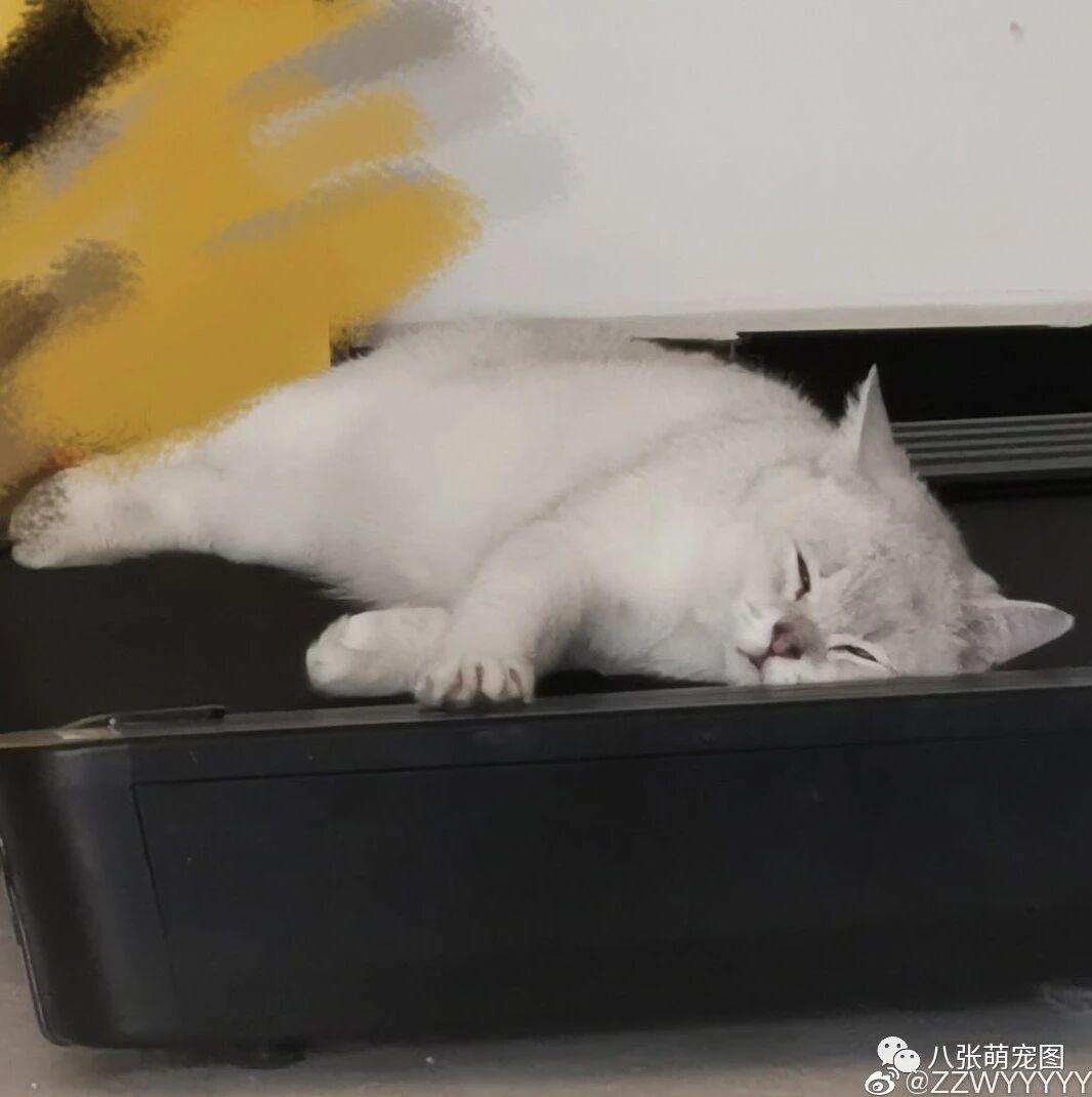 自从养了猫，好身材就这样离我越来越远了…