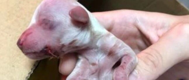 出生时不幸被妈妈“咬断下巴”，两次抢救，都从鬼门关拉了回来，如今的它…