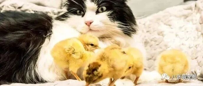 邻居家小鸡被偷，主人还好言安慰，结果回家看到这一幕！