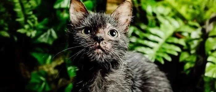 母猫诞下12只小猫，其中一只好像狼!