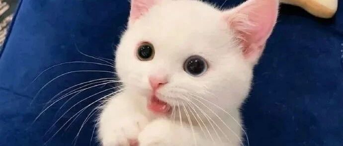 最近外网疯转的一只小猫咪，猛男必看 ​​​​！