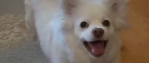 “我在路边喂养的那只流浪狗，它笑了…”