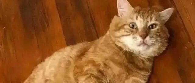 橘猫窗外大喊，吓得女孩赶紧找食物：不对，我没养猫啊？