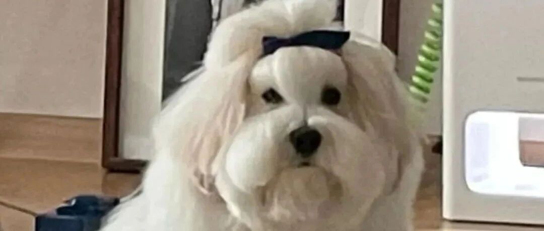 主人给狗子梳了一个小辫子，梳完以后笑了：怎么哪里怪怪的？