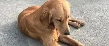 被寄养金毛犬暴走100公里回家，主人：这辈子再不分开！