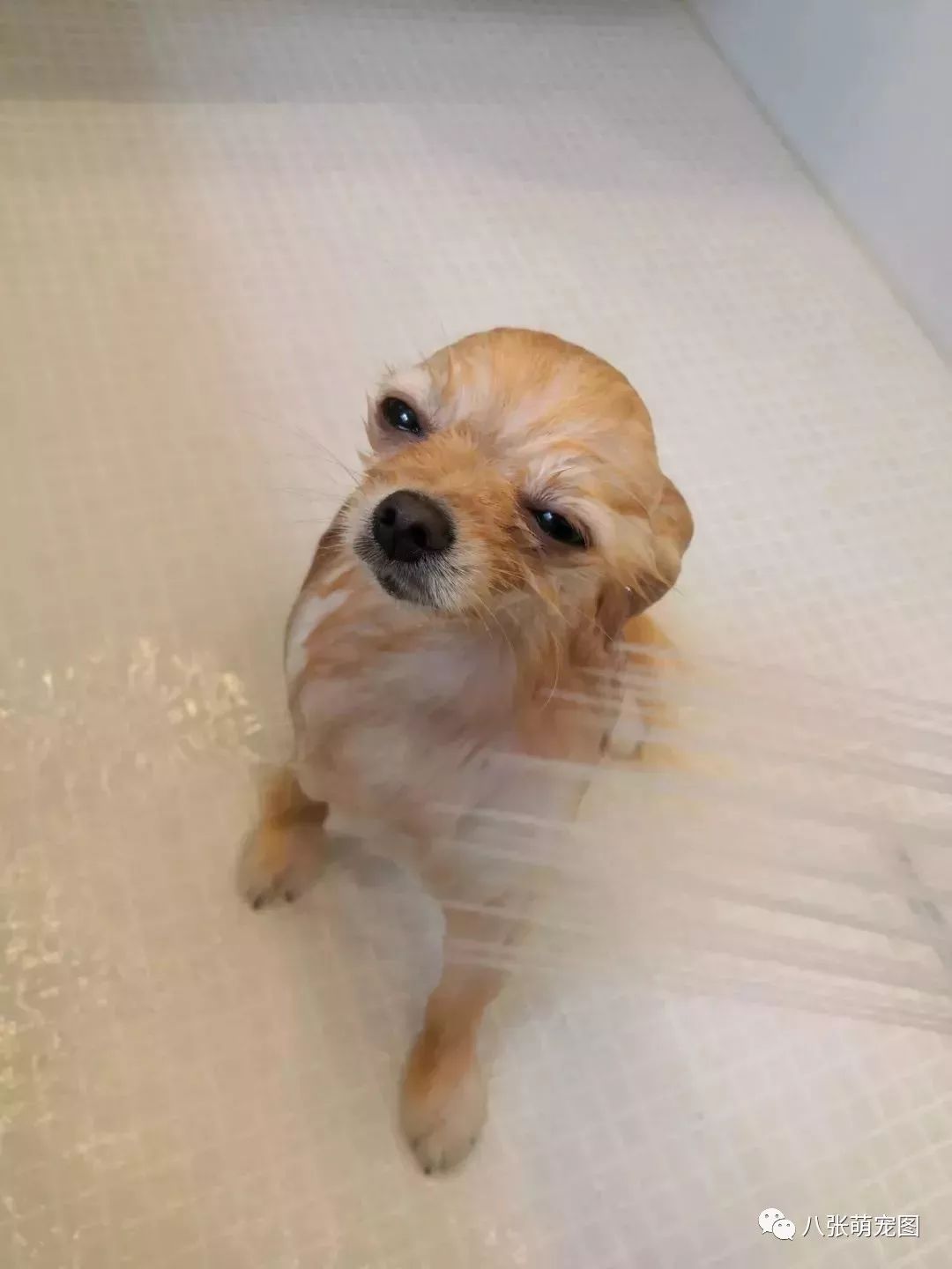 「帕丁頓熊」洗澡畫面曝光，被網紅汪的真面目給嚇到了... 寵物 第17張